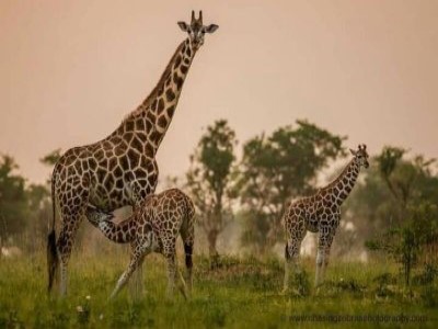 African Trek & Travel - Best Tour Operator in Tanzania 2026 - 2027