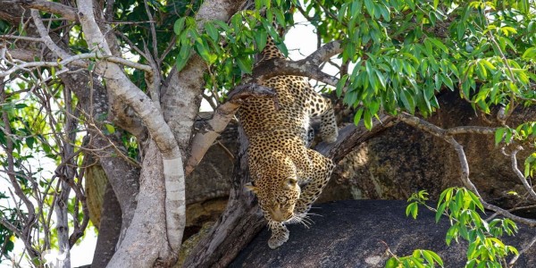 Tanzania Group Joining Safari Tour packages In 2023