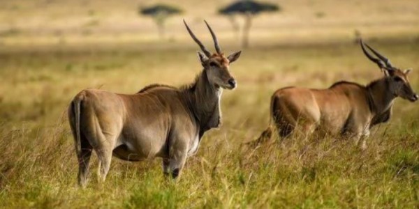 AFRICAN TREK & TRAVEL