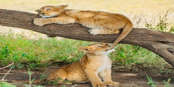 AFRICAN TREK & TRAVEL