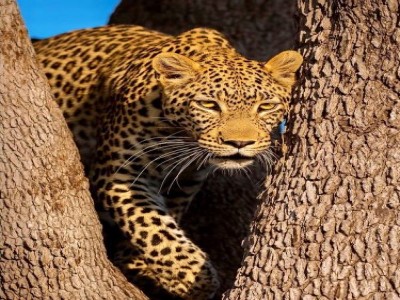 African Trek & Travel - Best Tour Operator in Tanzania 2026 - 2027