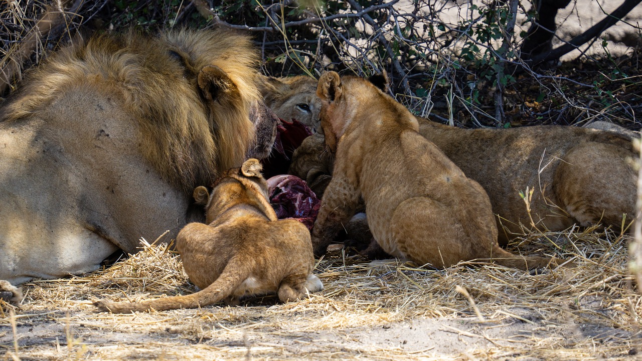 3 Days Joining Safari Tanzania