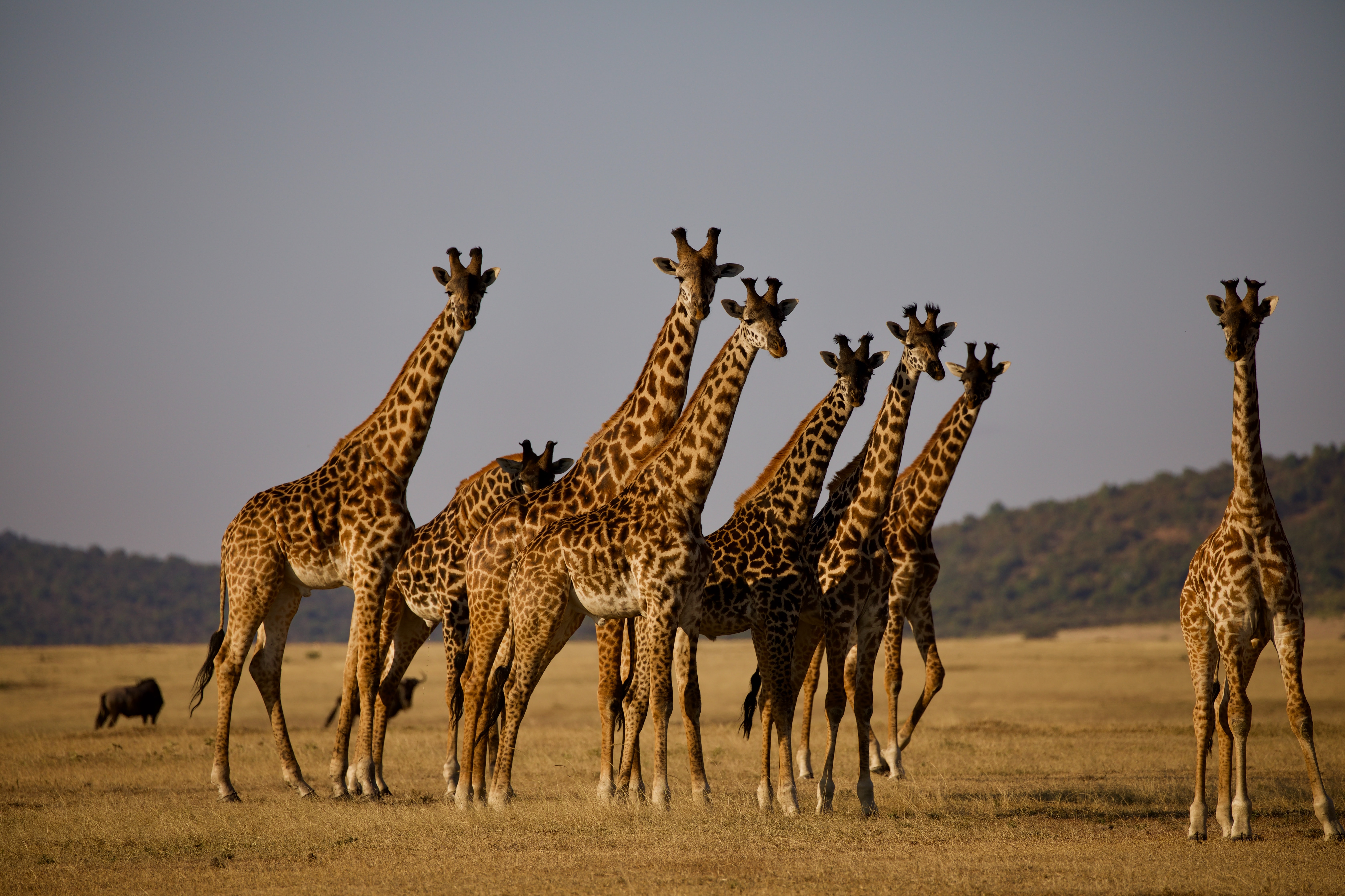4 Days Mid Range Safari Tanzania