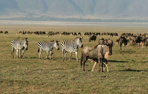 7 days serengeti and ngorongoro midrange safari