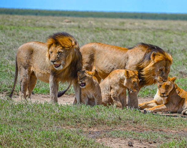 African Trek & Travel - Mid Range Safari Tanzania