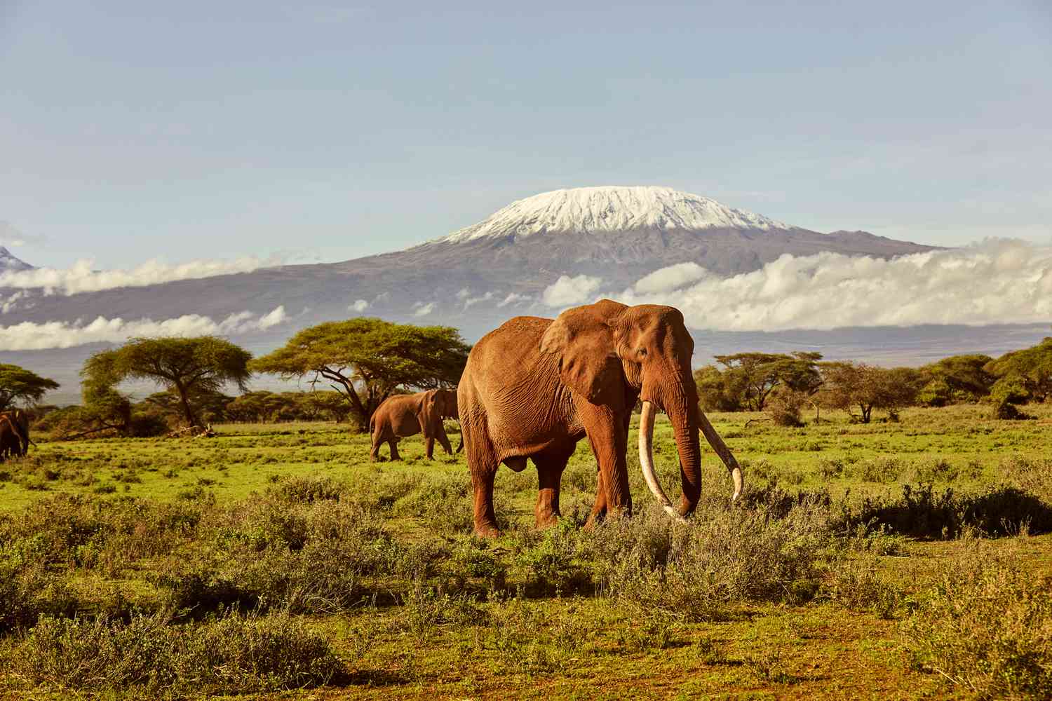 Elephants grazing with Mount Kilimanjaro in the background, Amboseli National Park
