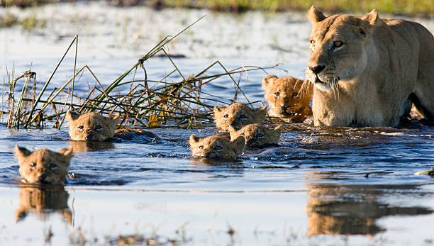 botswana okavango delta safari cost: what travellers pay