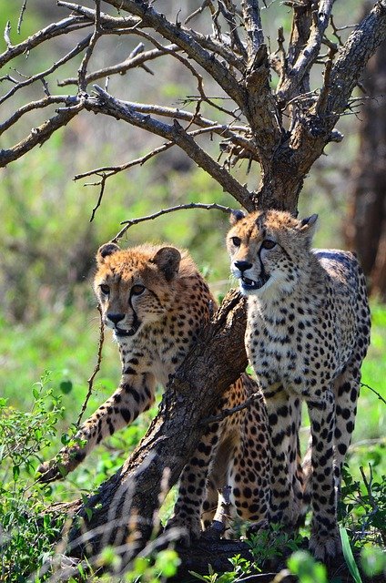 most popular botswana safari packages for 2026-2027
