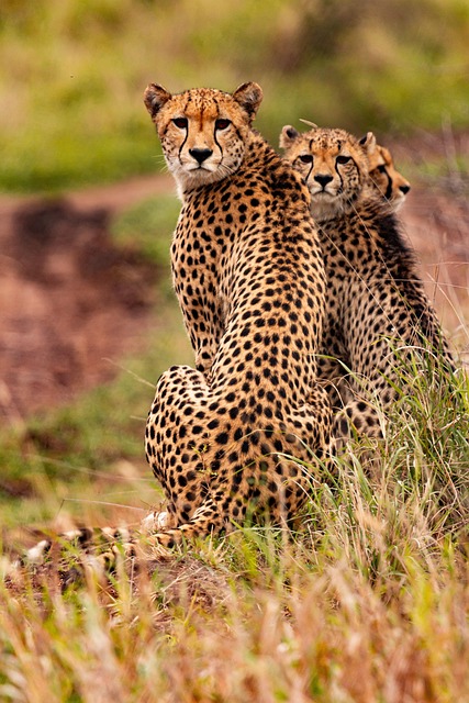 Big Five Safari