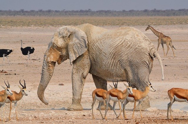 best time to visit namibia in 2026: wildlife, desert & weather guide