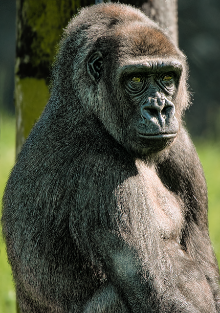 which is better: uganda or rwanda for gorilla trekking