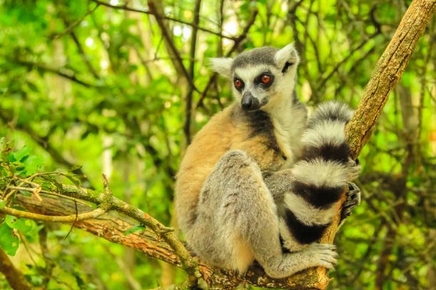 madagascar wildlife safari: lemurs, baobabs & rainforest