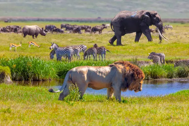how much does a kenya safari cost