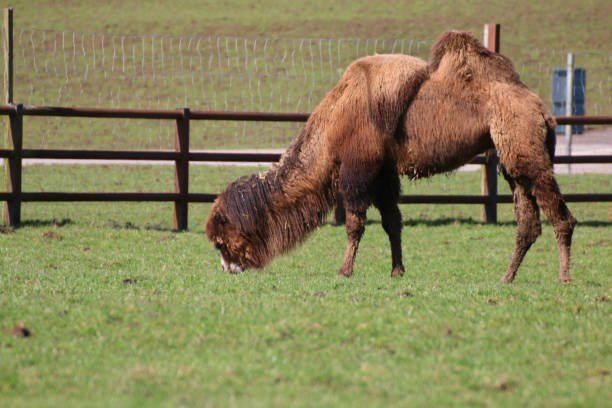 how much does a safari in kenya cost