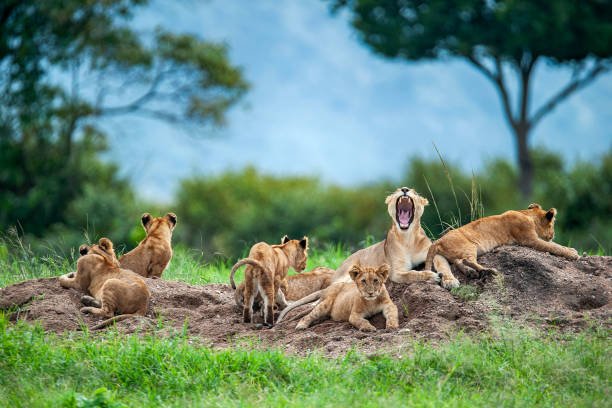 tanzania vs kenya: which is better for safari