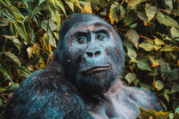 how to choose the best gorilla tour operator