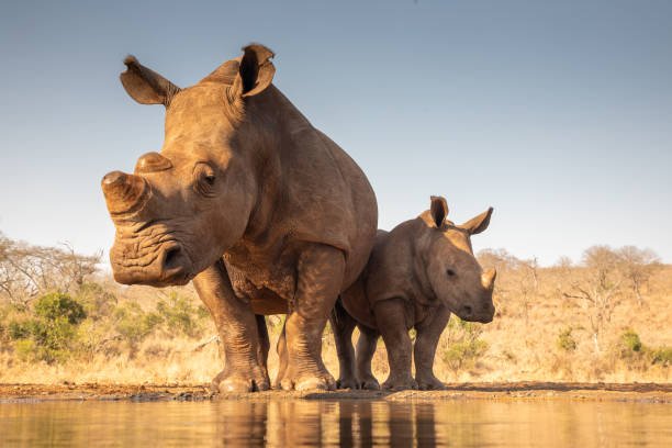how to travel africa for under $2000