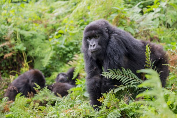 how to travel from drc to rwanda