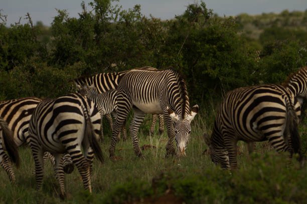 how to book tanzania safari online