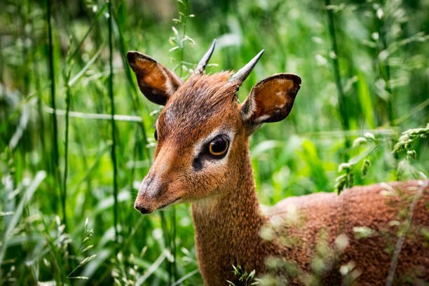 how to visit gombe stream national park