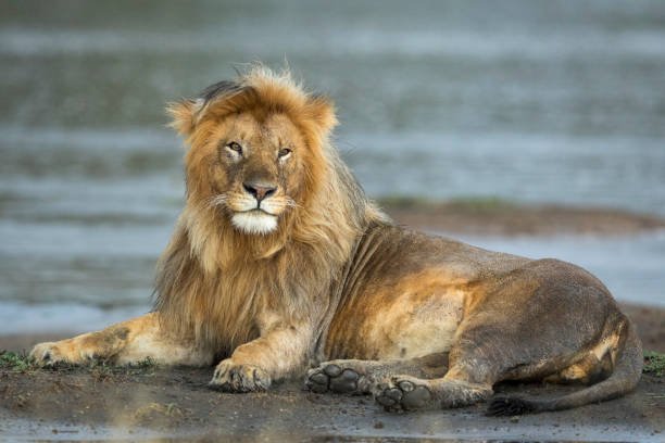 best zambia safari itineraries