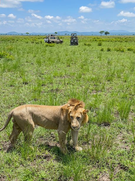 how much does an african safari cost