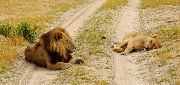 botswana vs tanzania: which is better for safari