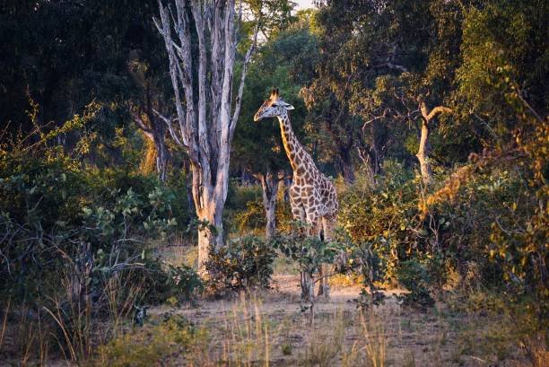 how to visit south luangwa national park