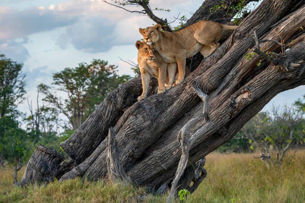 ethiopia vs kenya: which is better for wildlife