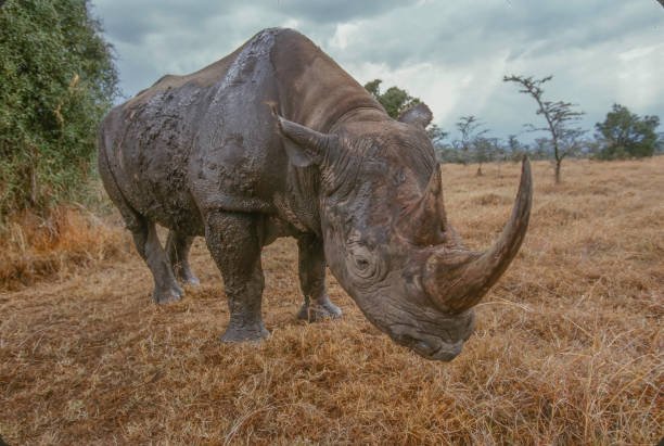 how to visit ol pejeta conservancy