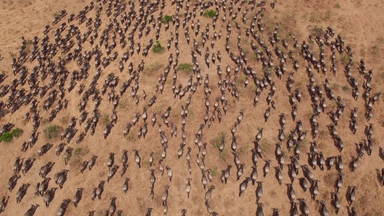 how expensive is a ndutu safari