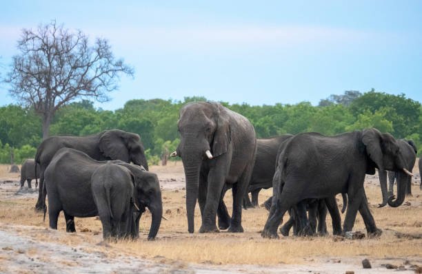 5-day zimbabwe safari: hwange national park & elephant herds