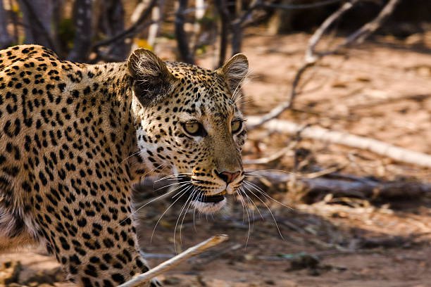 how to travel from maputo to kruger