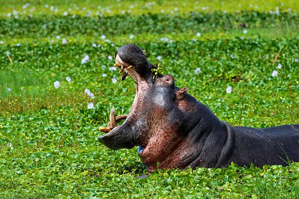 best 7-day rwanda safari itinerary