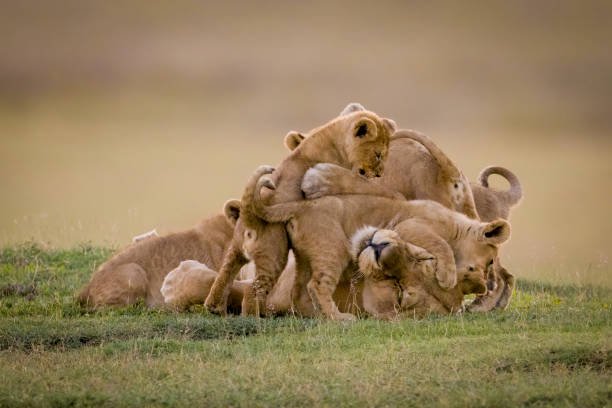 how to visit eswatini for wildlife