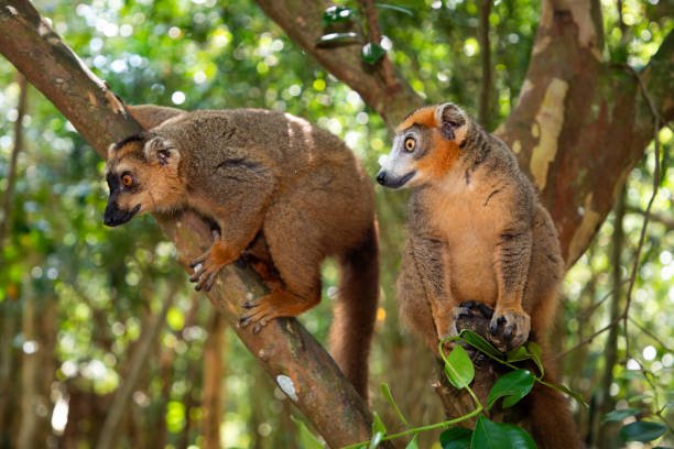 best madagascar wildlife tours