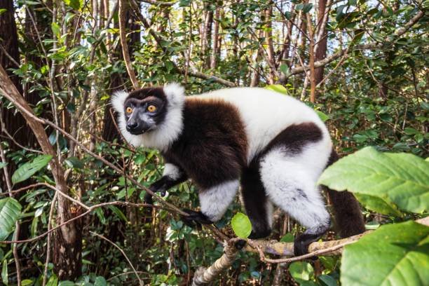  madagascar lemur safari: andasibe national park tour