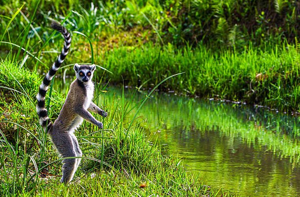 best time to visit madagascar for wildlife