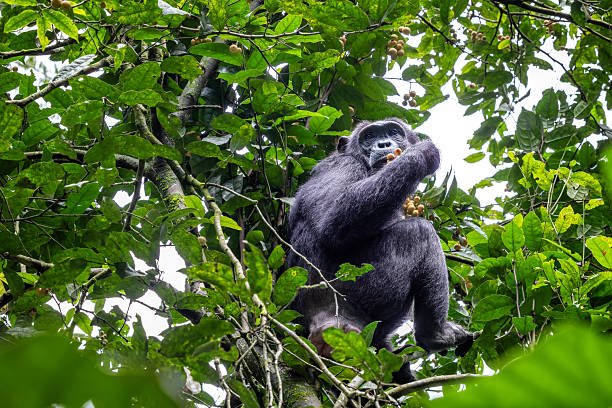 how to book chimpanzee trekking in uganda