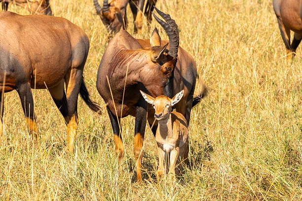 how to book your first safari in africa