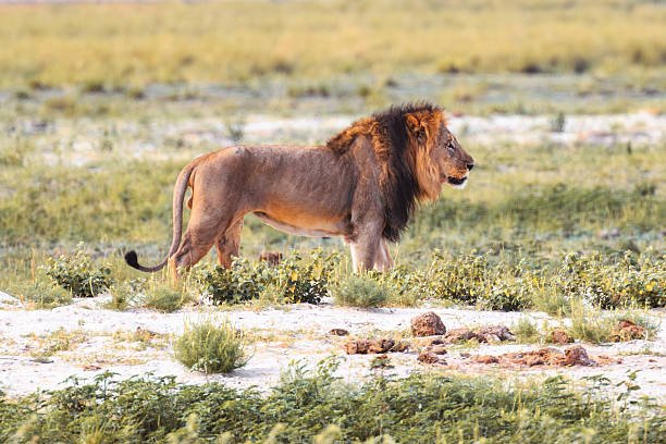 how to visit chobe national park