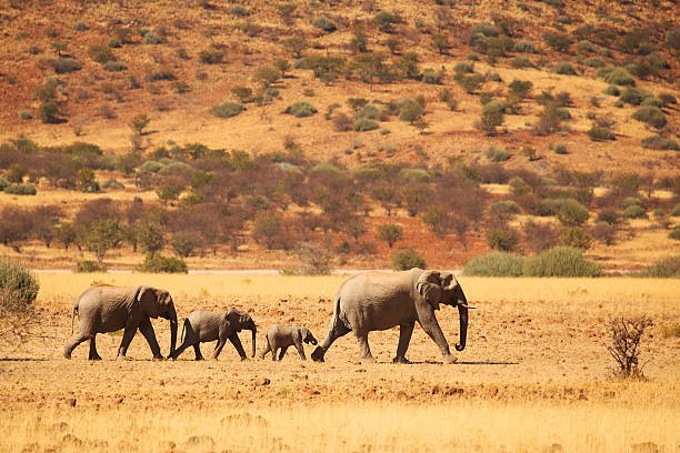 how to book etosha national park safaris