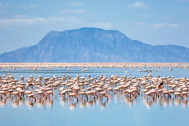best time to see flamingos at lake natron