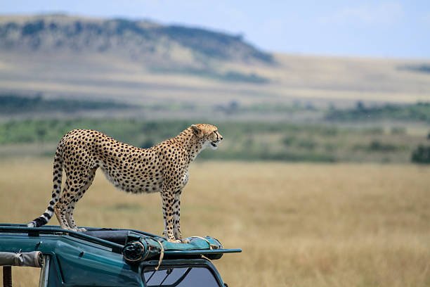 mozambique beach & wildlife safari 2026-2027: gorongosa & coast