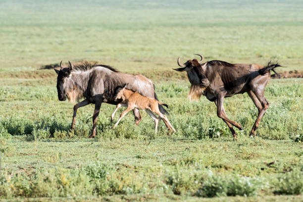 best time to visit northern serengeti