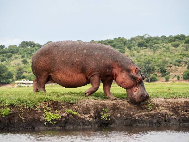 best africa destinations for hippo sightings