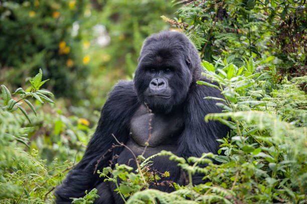 7-day rwanda safari itinerary
