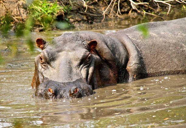how to choose the best safari company in africa