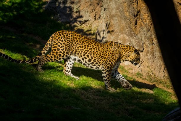 zambia walking safari 2026-2027: the original african adventure