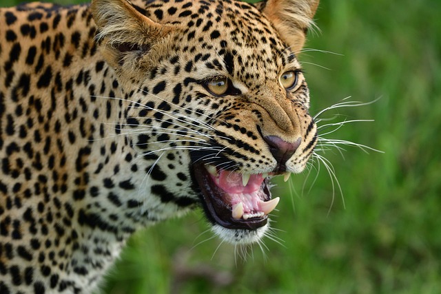 Big Five Safari